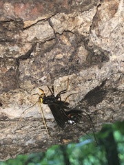 Megarhyssa atrata