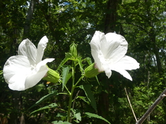 Hibiscus laevis