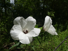 Hibiscus laevis