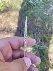Tridens albescens