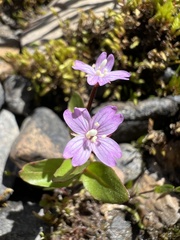 Epilobium ciliatum