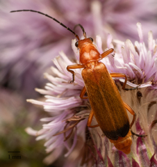 Rhagonycha fulva