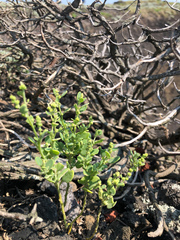 Chenopodium acuminatum