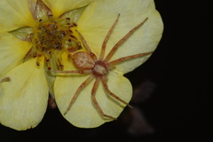 Philodromus aureolus