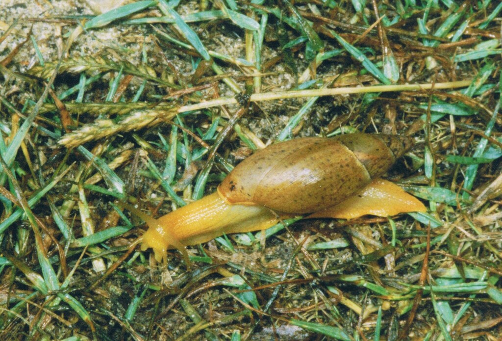 Poiretia algira