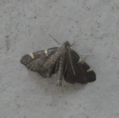 Hypsopygia