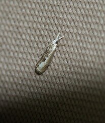 Microcrambus minor