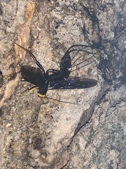 Megarhyssa atrata