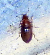 Corticariinae