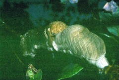 Trichotoxon
