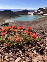 Castilleja applegatei