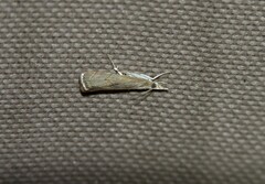 Parapediasia teterrellus