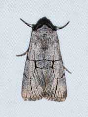 Sympistis ragani