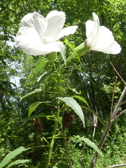 Hibiscus laevis