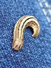 Ichneutica