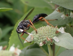 Sphex nudus