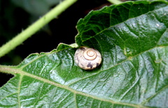 Urocyclidae