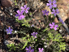 Jamesbrittenia aspalathoides