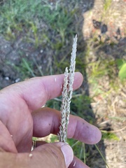 Tridens albescens