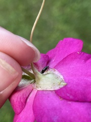 Lygaeoidea