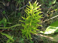 Asclepias tuberosa