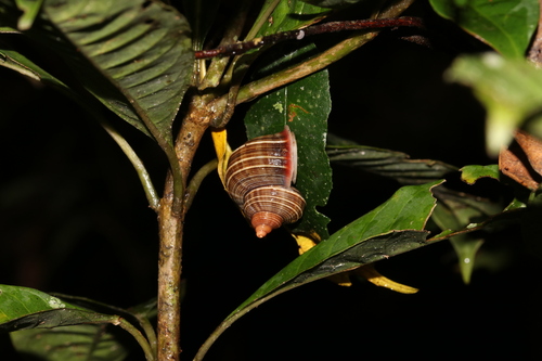 Tropidophora tricarinata