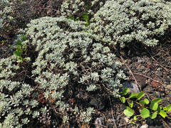 Crossostephium chinense