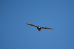 Parabuteo unicinctus