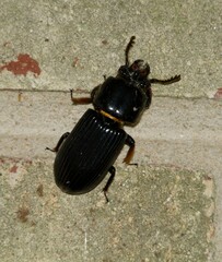 Odontotaenius disjunctus