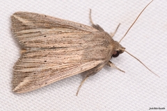 Mythimna riparia