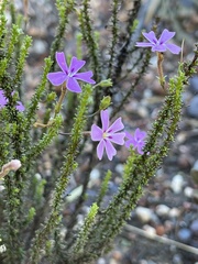 Jamesbrittenia aspalathoides