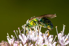 Augochloropsis metallica