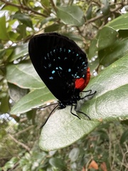 Eumaeus atala