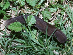 Laevicaulis natalensis