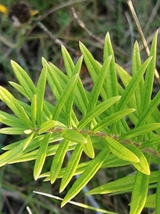 Asclepias tuberosa