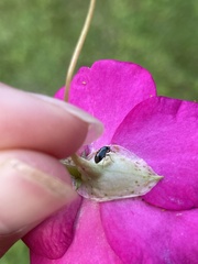 Lygaeoidea
