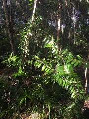Freycinetia scandens