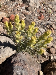 Castilleja arachnoidea