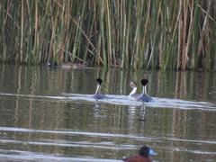 Podiceps occipitalis