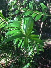 Freycinetia scandens