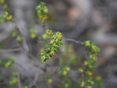 Pimelea serpyllifolia