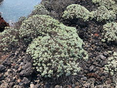 Crossostephium chinense