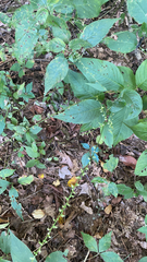 Persicaria virginiana