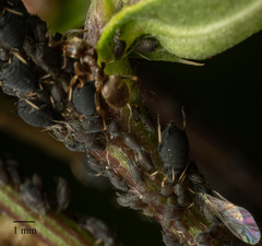 Aphis