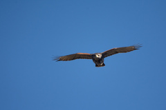 Parabuteo unicinctus