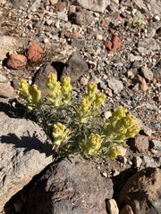 Castilleja arachnoidea