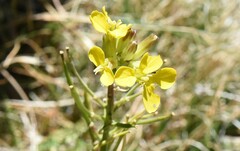 Erysimum perenne
