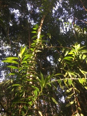 Freycinetia scandens