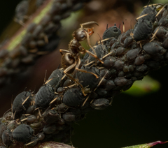 Aphis