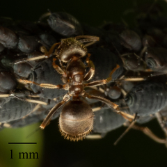 Lasius